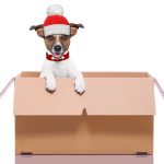 Hund mit Weihnachtsmütze schaut aus einer Geschenkkiste raus.