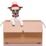 Hund mit Mütze schaut aus einer Kiste raus