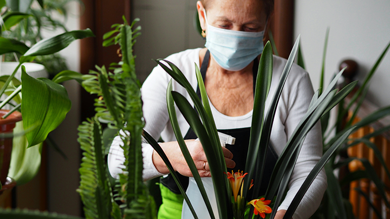 Wenn Pflanzen krank machen: Allergien auf Balkon- und Zimmerpflanzen